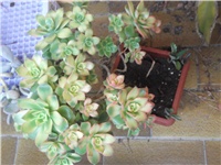 e0704b67-Picture 036.jpg